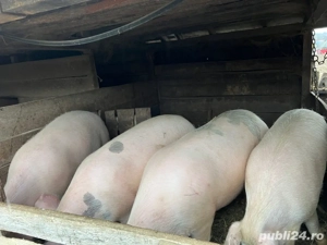 Porci crescuți natural!