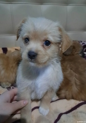 vand cateii  - imagine 2