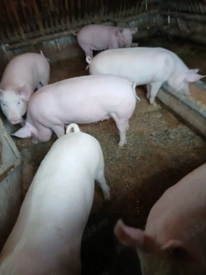 Porci 8  bucăți.3 masculi și 5 femele De la 80 kg în creștere, rasa petrean cu marele alb  