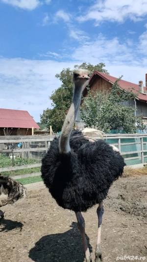 Carne de strut 100% naturala  - imagine 5