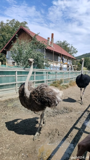 Carne de strut 100% naturala  - imagine 4