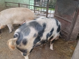 Porci de taiat