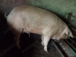 Porci de taiat - imagine 4