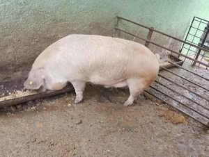 Porci de taiat - imagine 5