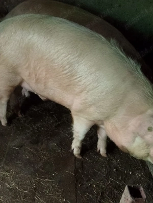 Porci de taiat - imagine 2