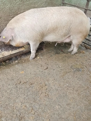 Porci de taiat - imagine 3