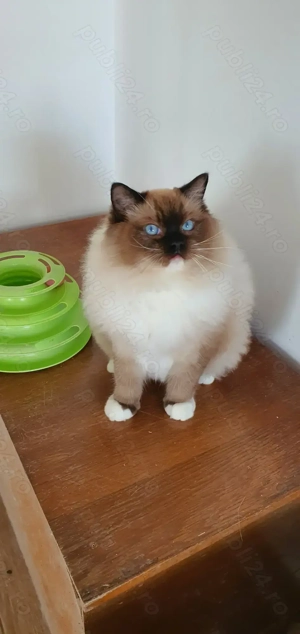 Motanei Ragdoll cu pedigree! - imagine 4