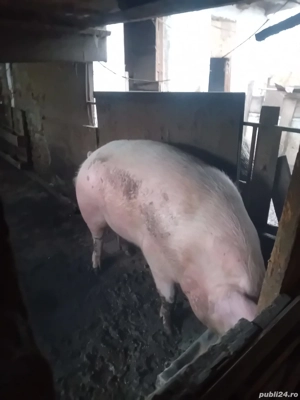porci de vanzare  - imagine 3