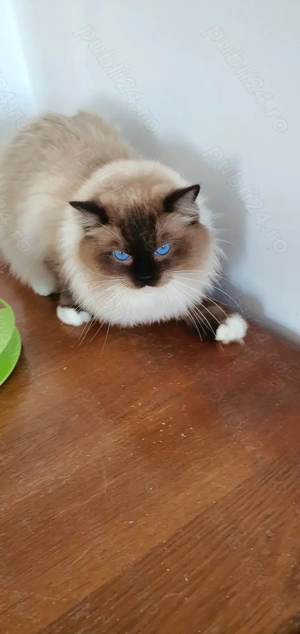 Motanei Ragdoll cu pedigree!