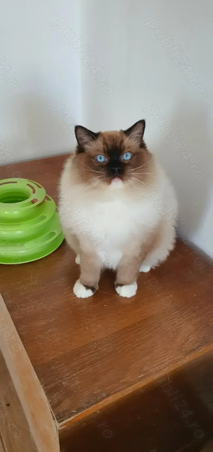 Motanei Ragdoll cu pedigree! - imagine 3