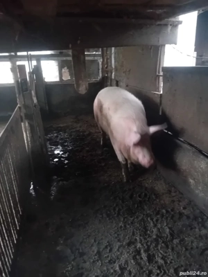 porci de vanzare  - imagine 2
