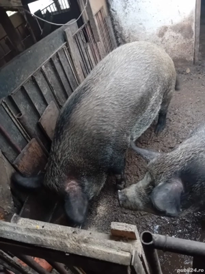 porci de vanzare  - imagine 4