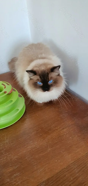Motanei Ragdoll cu pedigree! - imagine 2