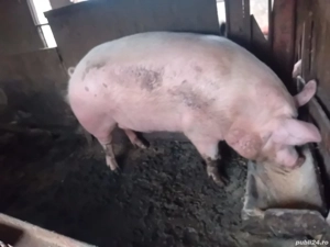 porci de vanzare 