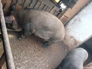 porci de vanzare  - imagine 5