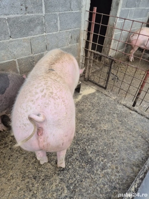 Vând porci pentru Crăciun - imagine 4