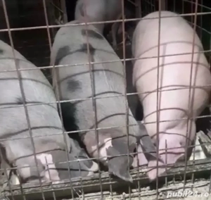 Vând porci pentru Crăciun - imagine 2