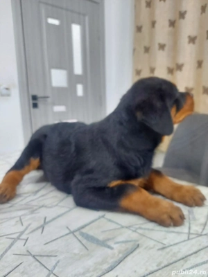 Catei Rottweleir - imagine 2