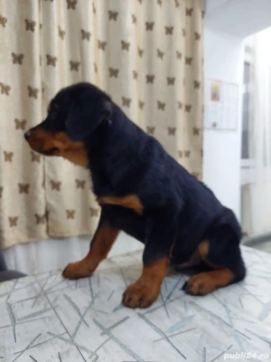 Catei Rottweleir - imagine 3