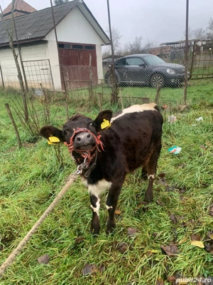 Vitea de 6 luni de la vaca cu lapte - imagine 2