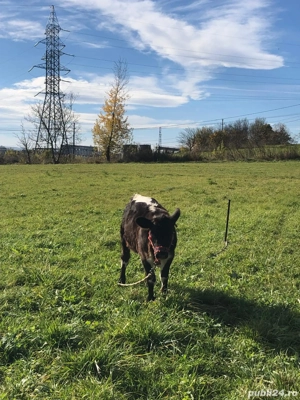 Vitea de 6 luni de la vaca cu lapte - imagine 3