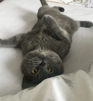 Motan british shorthair - imagine 3