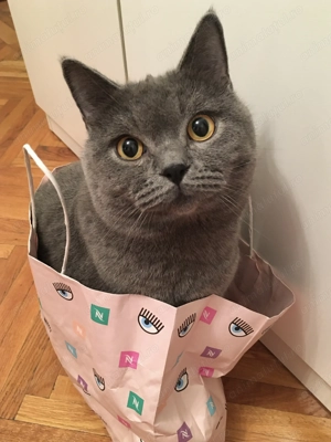 Motan british shorthair - imagine 4