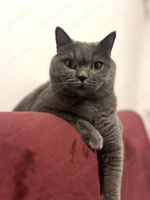 Motan british shorthair - imagine 2