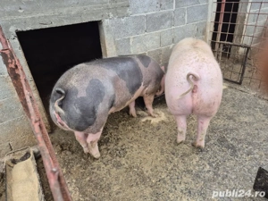 Vând porci pentru Crăciun - imagine 3