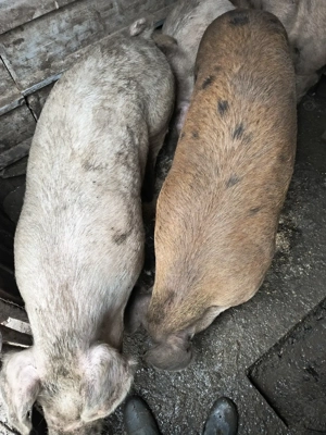 Vând porci 120-150 kg - imagine 2