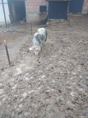 Vând porc petrean - imagine 3