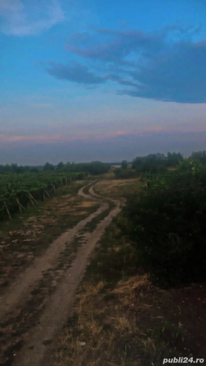 Vând Vie Urechesti  - imagine 3