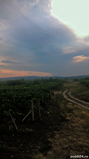 Vând Vie Urechesti  - imagine 2