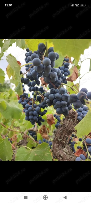 Vin din struguri zaibar