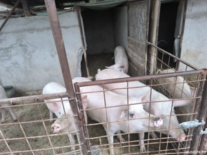 vând porci crescuți la curte  - imagine 2