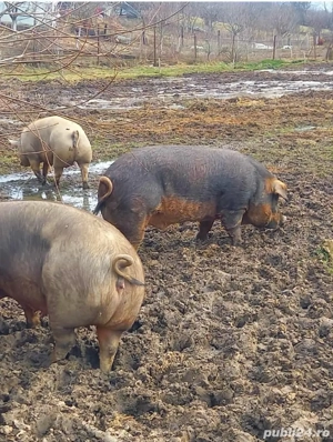 Porci de vanzare 15 roni kg - imagine 3