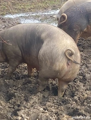 Porci de vanzare 15 roni kg
