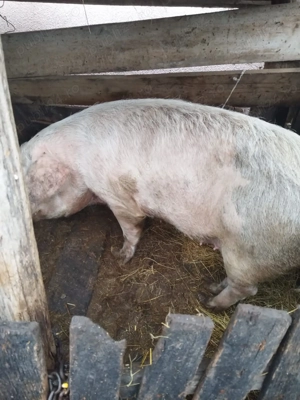 Vând porci  - imagine 3