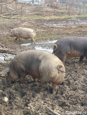 Porci de vanzare 15 roni kg - imagine 2
