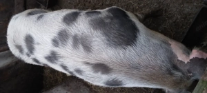 Porci de vânzare rasă de carne. 