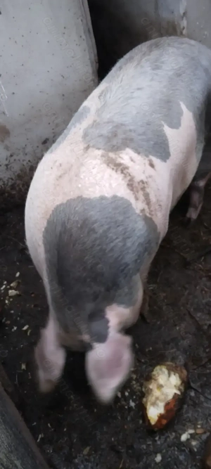 Porci rasa petran județul Botoșani 