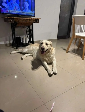 Vand golden retriver varsta 2 ani rasă pură,original - imagine 1