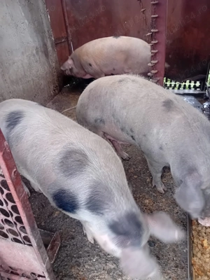 Vând porc de Crăciun   aprox. 170 kg ( ), din gospodărie