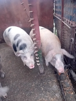 Vând porc de Crăciun   aprox. 170 kg ( ), din gospodărie - imagine 2