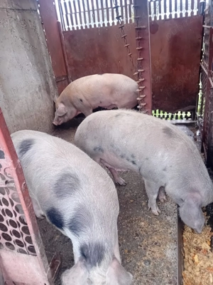 Vând porc de Crăciun   aprox. 170 kg ( ), din gospodărie - imagine 3