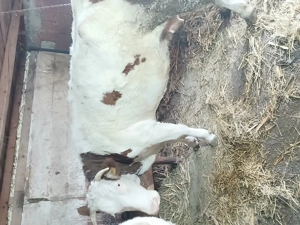 Vând vaca pentru abator - imagine 2