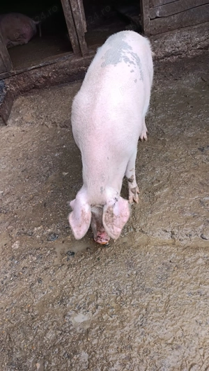 Vând porc pt Crăciun.  - imagine 1