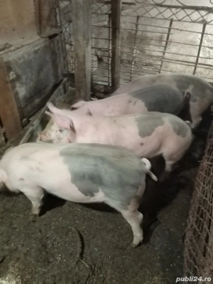 purcei de vanzare - 45 kg