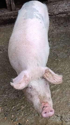 Vând porc pt Crăciun.  - imagine 2