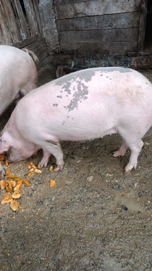 Vând porc pt Crăciun.  - imagine 3